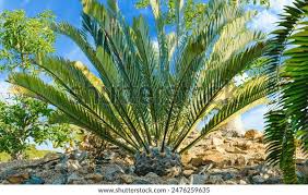 Image result for Encephalartos gratus