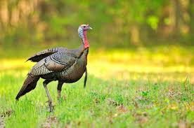 Turkey launches rescue mission after migrant boat sank in mediterranean. Wild Turkey Body Language