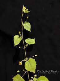 Image result for Sida veronicifolia