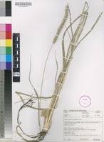 Image result for Setaria incrassata