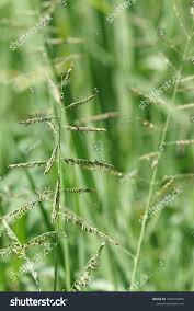 Image result for Eriochloa procera