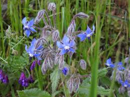 Image result for Cordia torrei