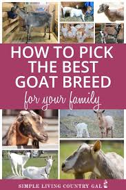 Goat forage in your backyard l grow your own goat fodder in the garden l homestead lady.com. Choosing A Goat For Your Family Can Be Tricky Start Here Goat Care Goat Farming Goats