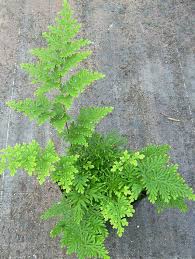 Image result for Selaginella auquieri