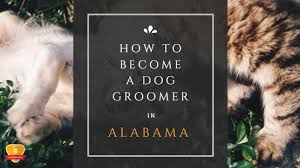 Your pet is part of the family, and should be treated as such. How To Become A Dog Groomer In Alabama