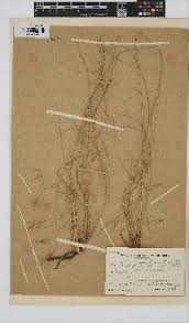 Image result for Aristida diffusa