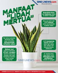 Contoh tanaman pembersih udara adalah anggrek karena dapat diterapkan di tempat belajar, ruangan kerja, ruang tamu dan berbagai sisi rumah lain nya. Sindografis Lidah Mertua Jaga Kualitas Udara Dalam Ruangan Rumah