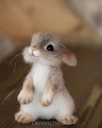How To Get Motivated When You Have No Motivation To Do Anything In 2020 Cute Baby Animals Cute Little Animals Cute Baby Bunnies