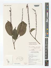 Image result for Thomandersia hensii