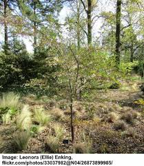 Cherry trees only require 6 hours of direct sunlight per day to thrive. Dwarf Or Small Cherry Blossom Trees With Pictures With Care Guide