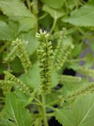 Image result for Basilicum polystachyon