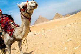 How many kids will you have? Egypt Scam At The Giza Pyramids Beware The Camels