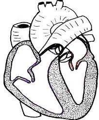 Circulatory System Review Guide