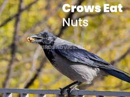 So it works both ways but for the most part snakes, especially the bigger types will have the upper hand and eat crows and swallow them whole. What Do Crows Eat List Of Crow Diets With Pictures