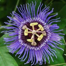 Ebay Planten Tuinplanten Vaste Planten