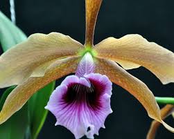 Image result for Polystachya albescens