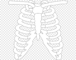Use a wavy line to enclose the elongated shape of the body of the sternum. Spare Ribs Rib Cage Barbecue Barbecue Angle Png Pngegg