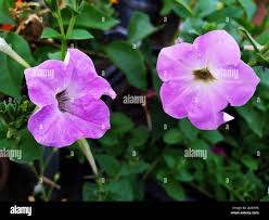 Image result for Petunia axillaris