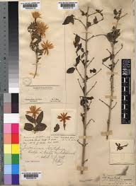 Image result for Jasminum stenolobum