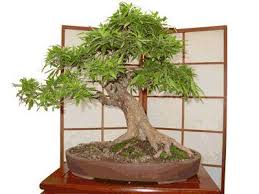 Image result for Ekebergia capensis