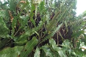 Image result for Oleandra distenta