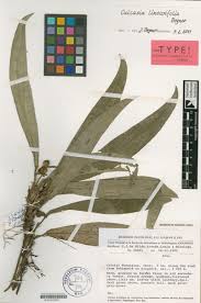 Image result for Culcasia falcifolia