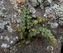 Image result for Asplenium aethiopicum