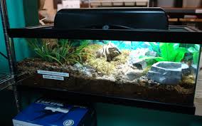 Deluxe Pictus Gecko Vivarium Reptiles Pet Reptile Tank Cool Pets