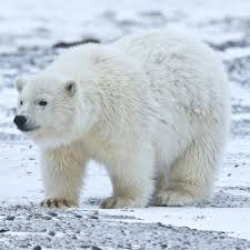 On call to meet your needs, 24 hours a day! Upcoming Technology The Ice Bear And The Ice Cub Affordable Comfort