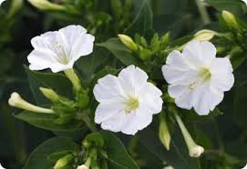 Image result for Mirabilis jalapa