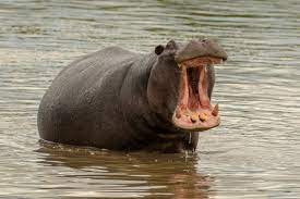 Hippo animal zoo wildlife water mammal herbivores. Species For Sale Hippopotamus By Thomas Gomersall By Wwf Hk Panda Blog Wwf Hong Kong Medium
