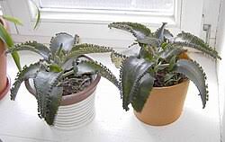 Image result for Kalanchoe hametiorum