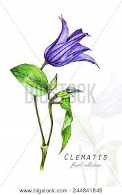 We did not find results for: Botanical Illustration Image Photo Free Trial Bigstock