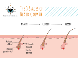 The science behind hair growth. How Long Does It Take To Grow A Beard Mission Beard