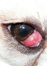 Dog Cherry Eye Surgery Complications Dogs Health Problems Eye Surgery Dog Health Problems Dog Health