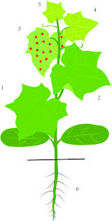 Most cucumbers (cucumis sativus) are ready to harvest in companion planting can help overcome some of these challenges. Different Parts Of Cucumber Plant For Sampling 1 2 Lower Leaves 3 Download Scientific Diagram