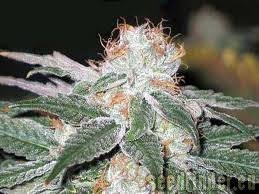 Cannabis plants need the right kind of light to grow to their full potential. White Light Von Soma Seeds Cannabis Sorten Infos