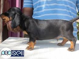 The dachshund, or wiener dog, is a lively, clever, & courageous dog that is generally good with children. Dachshund 40 Days Puppy Available Good Quality 2male And 3female Madurai Free Classifieds
