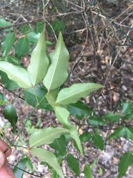 Image result for Mostuea brunonis