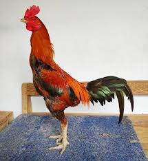 Bahkan menurut beberapa sumber dari kalangan penggemar sabung ayam mengatakan ayam bangkok wido ini memiliki kekuatan mistik, kekuatan yang tak terduga dan tidak terkalahkan dalam setiap pertarungannya. Ayam Pama Asal Usul Ciri Ciri Jenis Kelebihan Kekurangannya