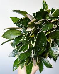 Image result for Olax aschersoniana