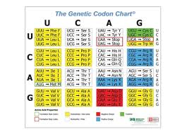 Genetic Codon Poster