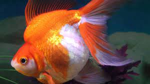 Top 10 Signs How To Tell If A Goldfish Is Pregnant Inland Aquatics