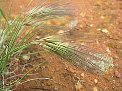 Image result for Aristida canescens