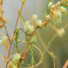 Image result for Cuscuta abyssinica