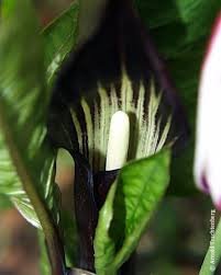 The international plant names index. Arisaema Species Two Pacific Bulb Society