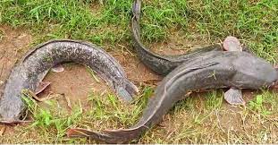 Di suatu petang yang indah lagikan damai.sekumpulan anak2 kampung berkomplot memancing ikan keli liar untuk dibuat. Kenali Ikan Keli Umpan