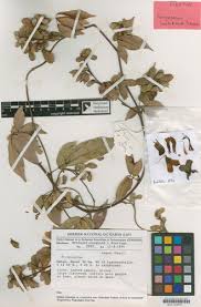 Image result for Platysepalum