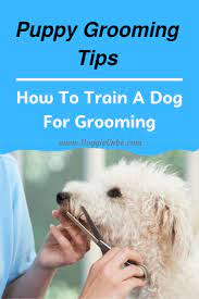 Puppy Grooming Tips How To Train A Dog For Grooming Doggie Cube Puppy Grooming Dog Grooming Easiest Dogs To Train