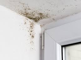 How to get mold off of a mattress. How To Tell If There S Mold In Your House